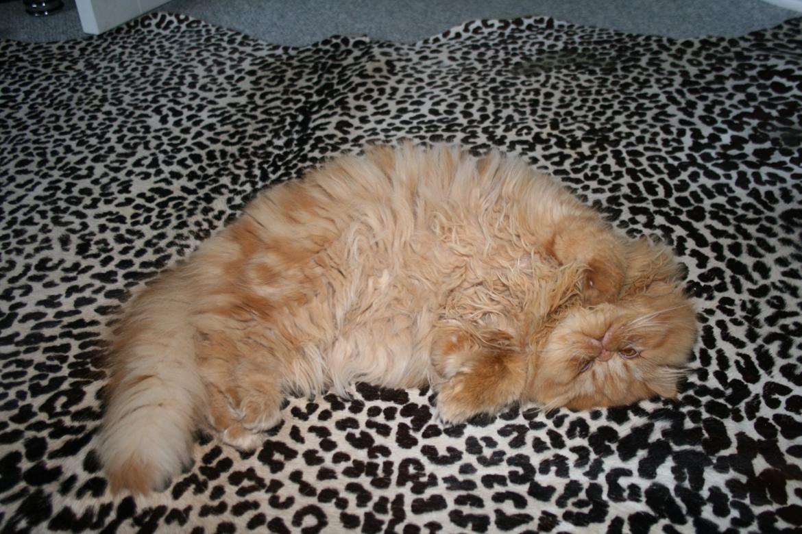 Perser Gucci misty Brown's  billede 8