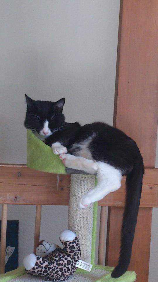 Blanding af racer Diego<3 billede 11