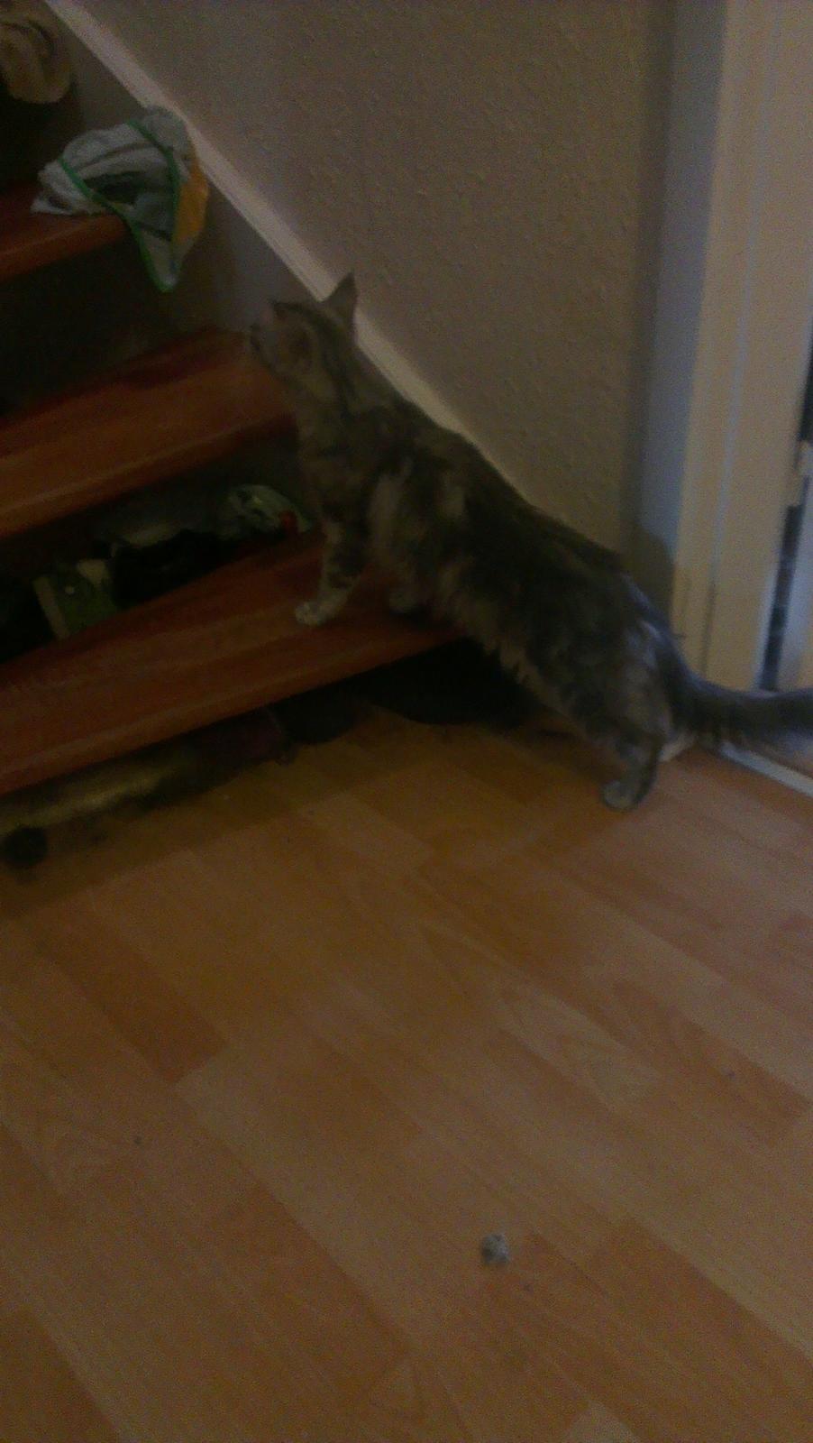 Maine Coon Angel billede 2