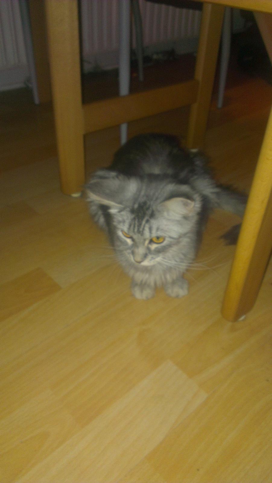 Maine Coon Angel billede 3