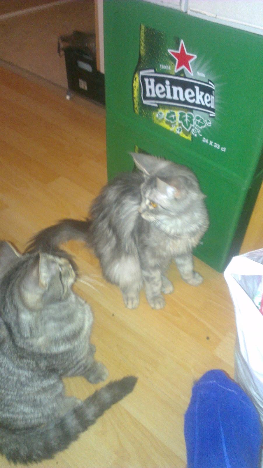 Maine Coon Angel billede 4