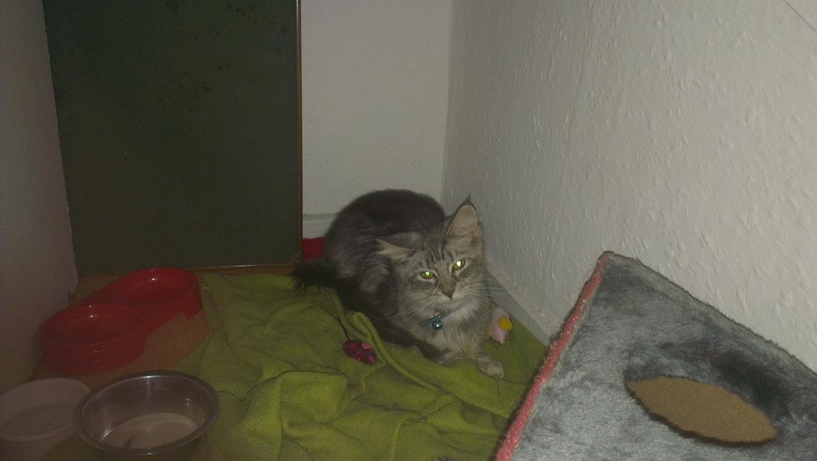 Maine Coon Angel billede 5