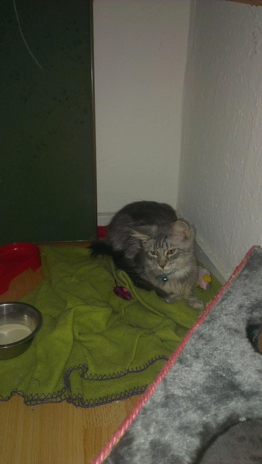 Maine Coon Angel billede 1