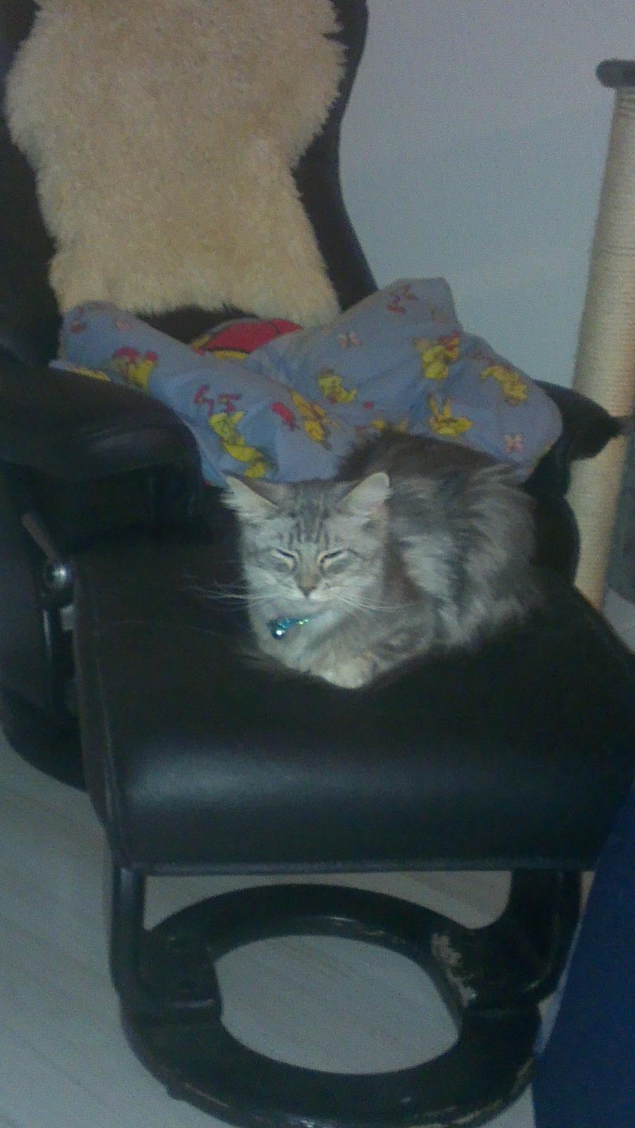 Maine Coon Angel billede 6