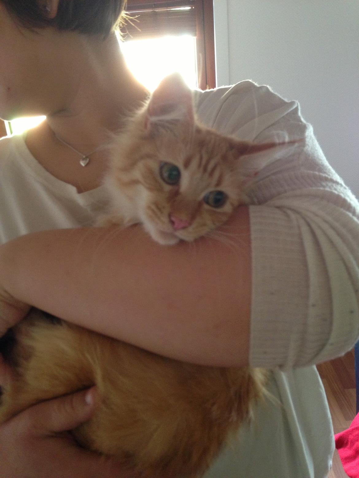 Maine Coon Pjevs. billede 8