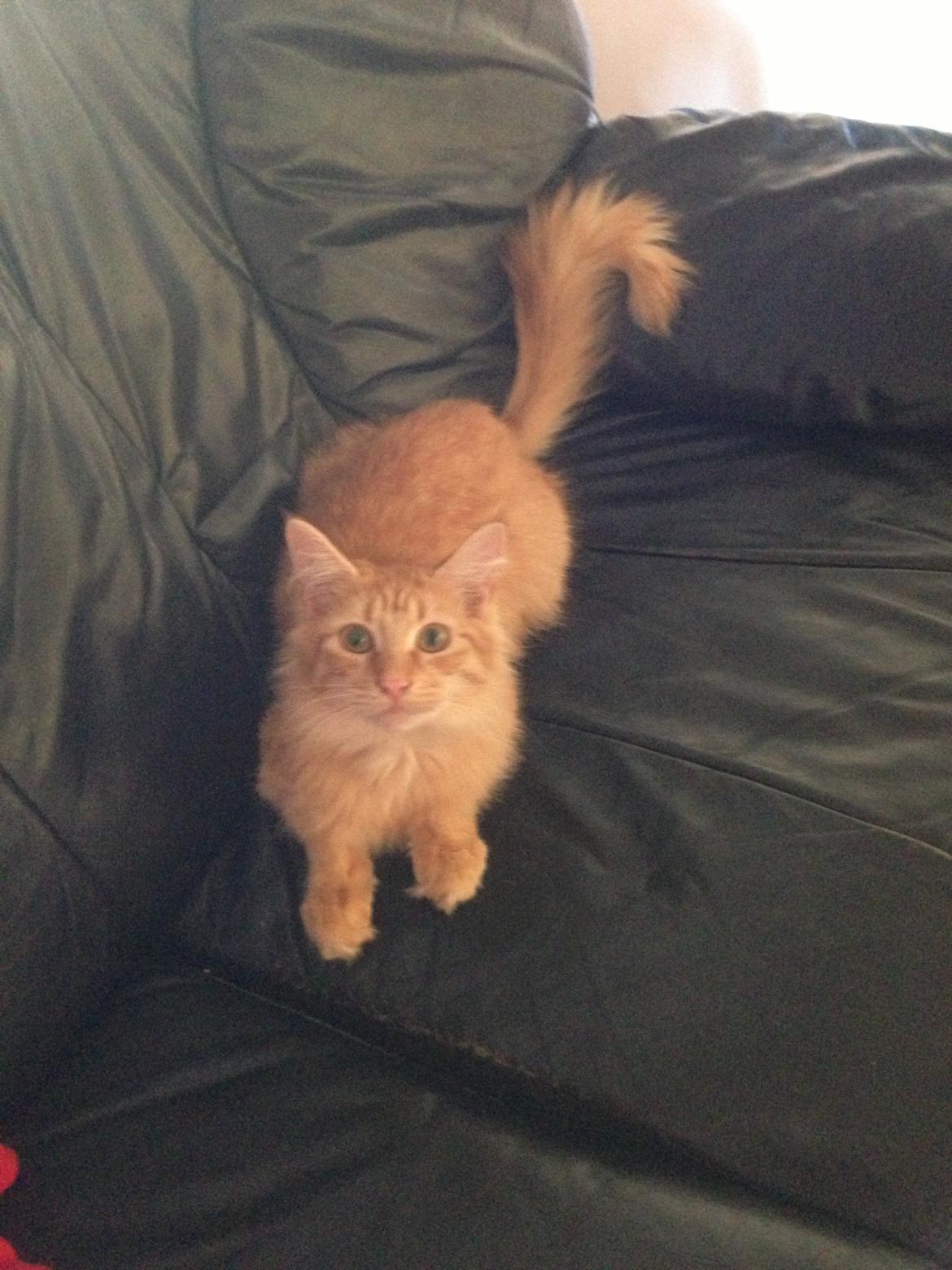 Maine Coon Pjevs. billede 9