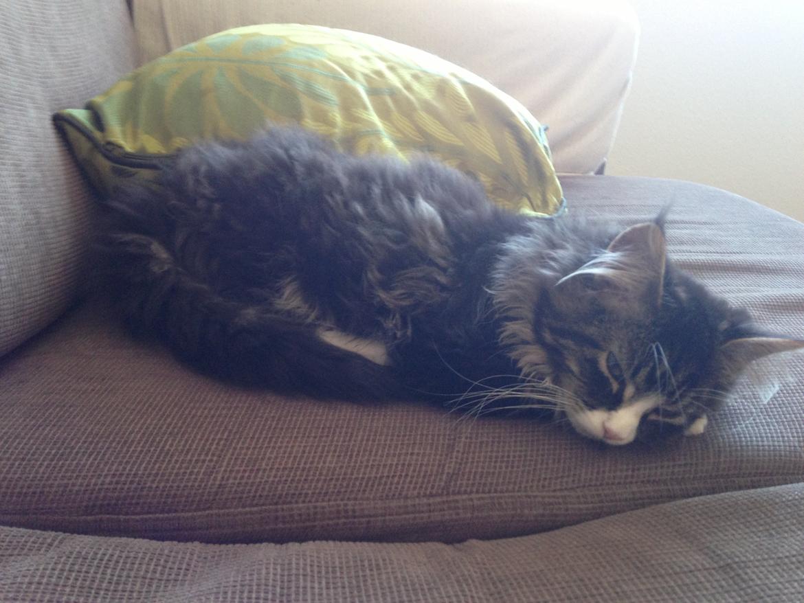 Maine Coon Molly billede 7