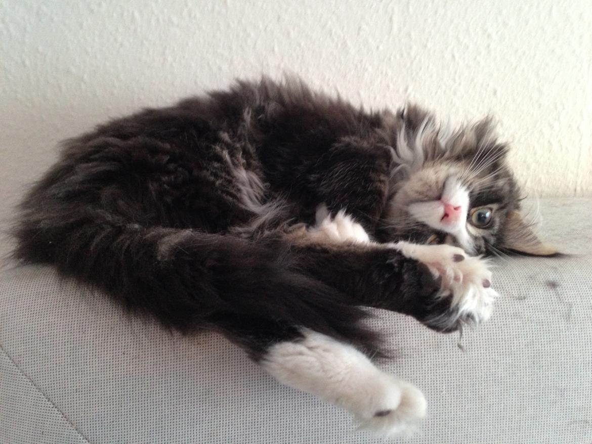 Maine Coon Molly billede 8