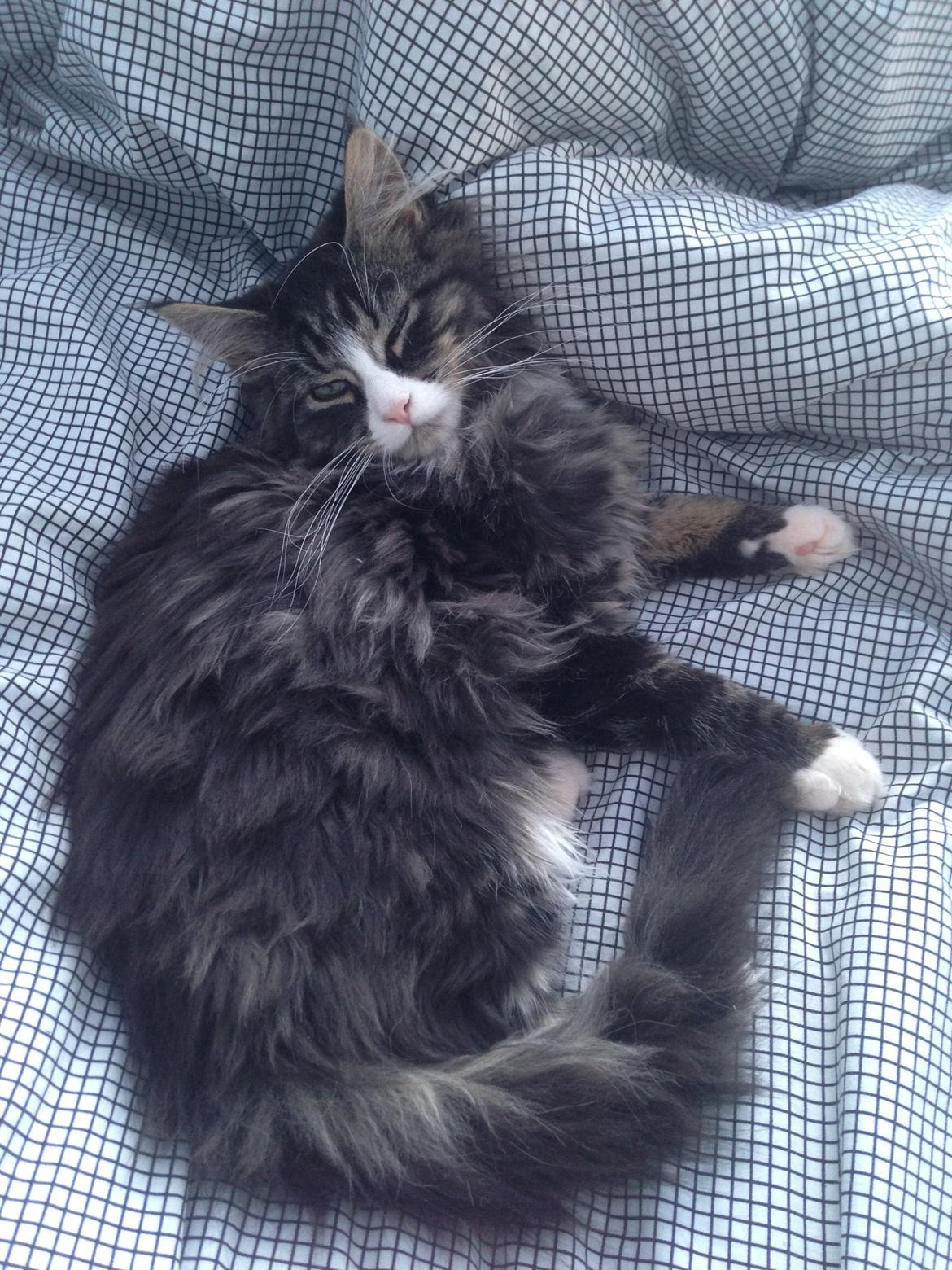 Maine Coon Molly billede 9