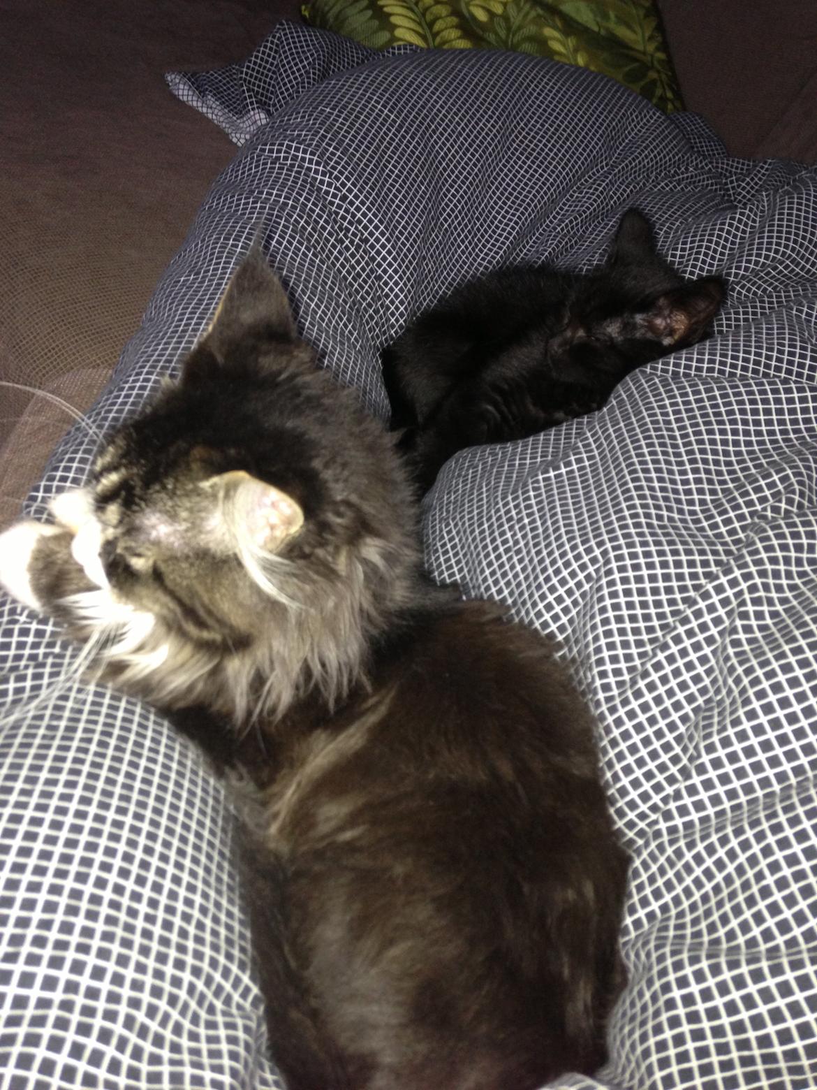 Maine Coon Molly billede 10