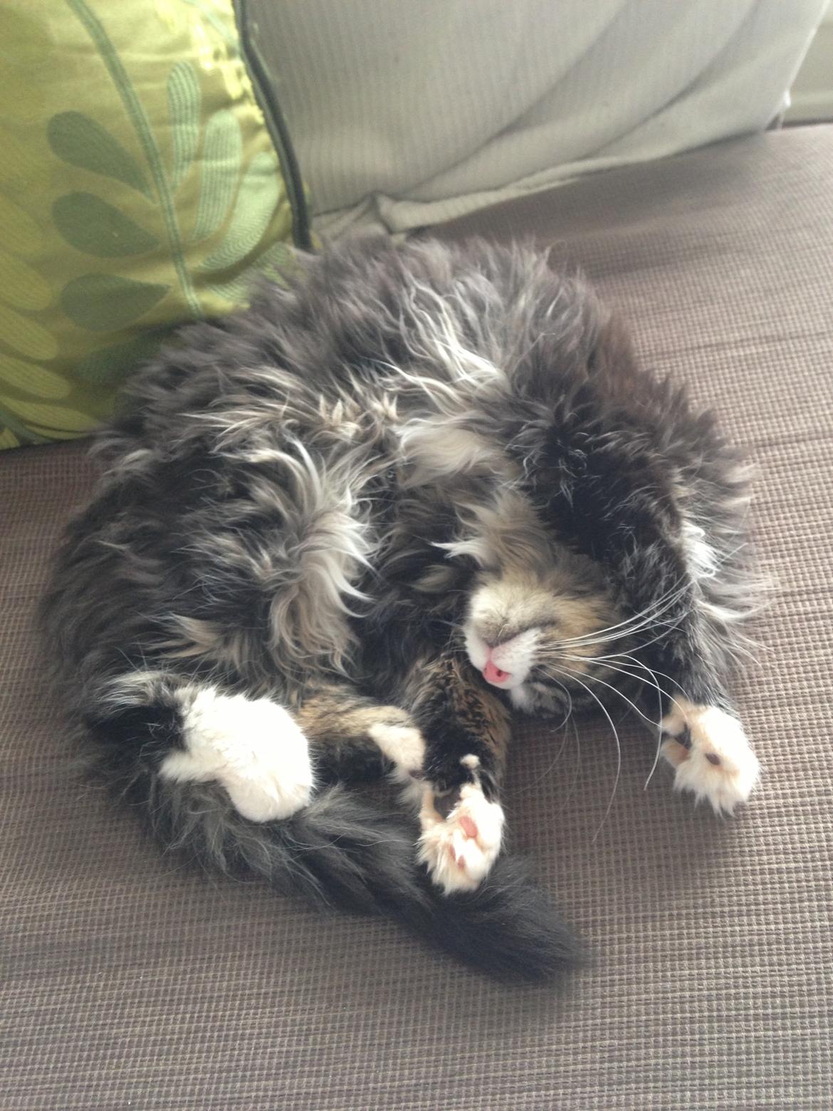 Maine Coon Molly billede 11