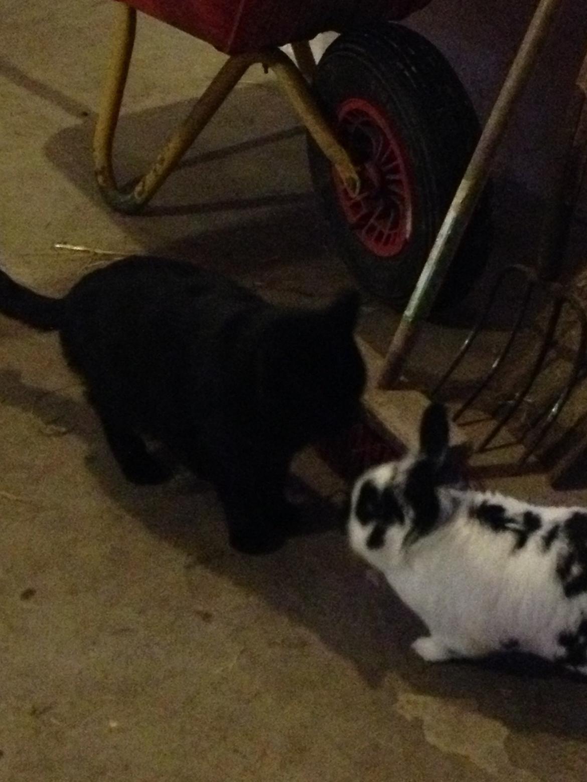 Huskat Freddy billede 4