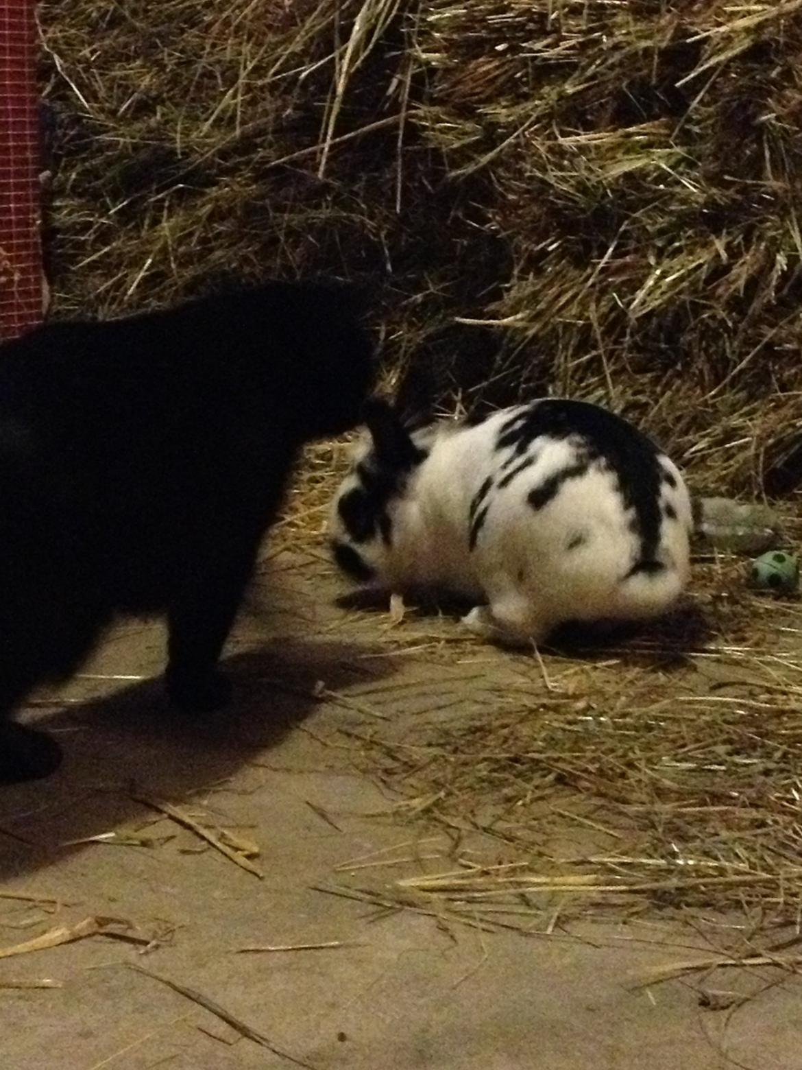 Huskat Freddy billede 5