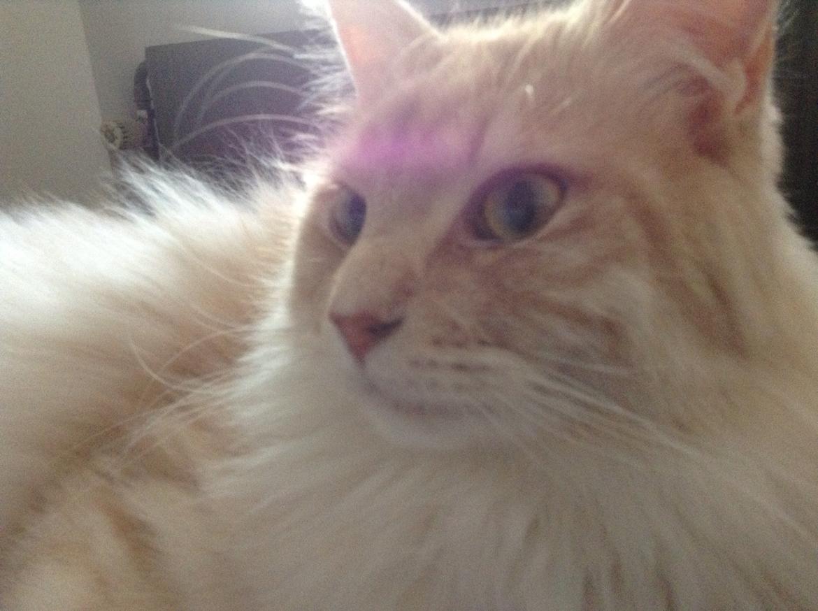 Maine Coon Mojo Emmet billede 10