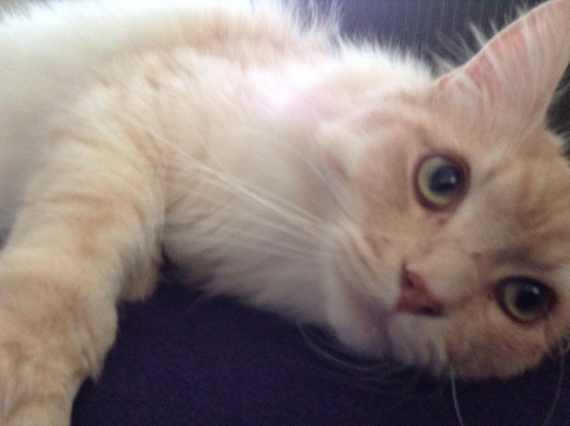 Maine Coon Mojo Emmet billede 11