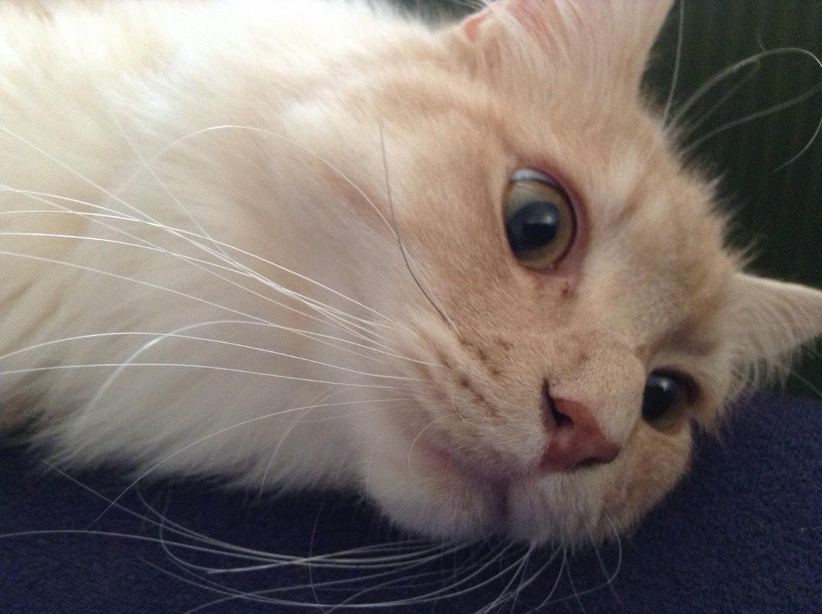 Maine Coon Mojo Emmet billede 12