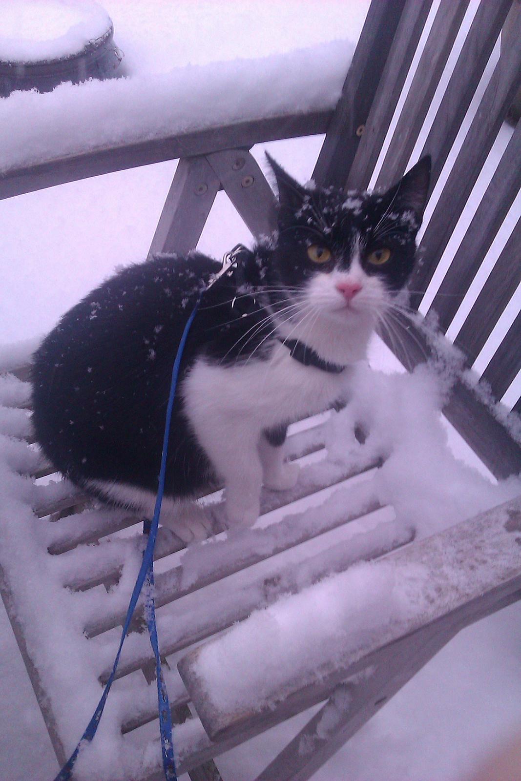 Huskat ~ Fiona † ** Sov sødt min elskede skat <3** - Hun hader sne ;-) billede 22