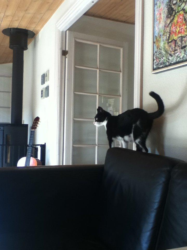 Huskat ~ Fiona † ** Sov sødt min elskede skat <3** - Inde i stuen. billede 16