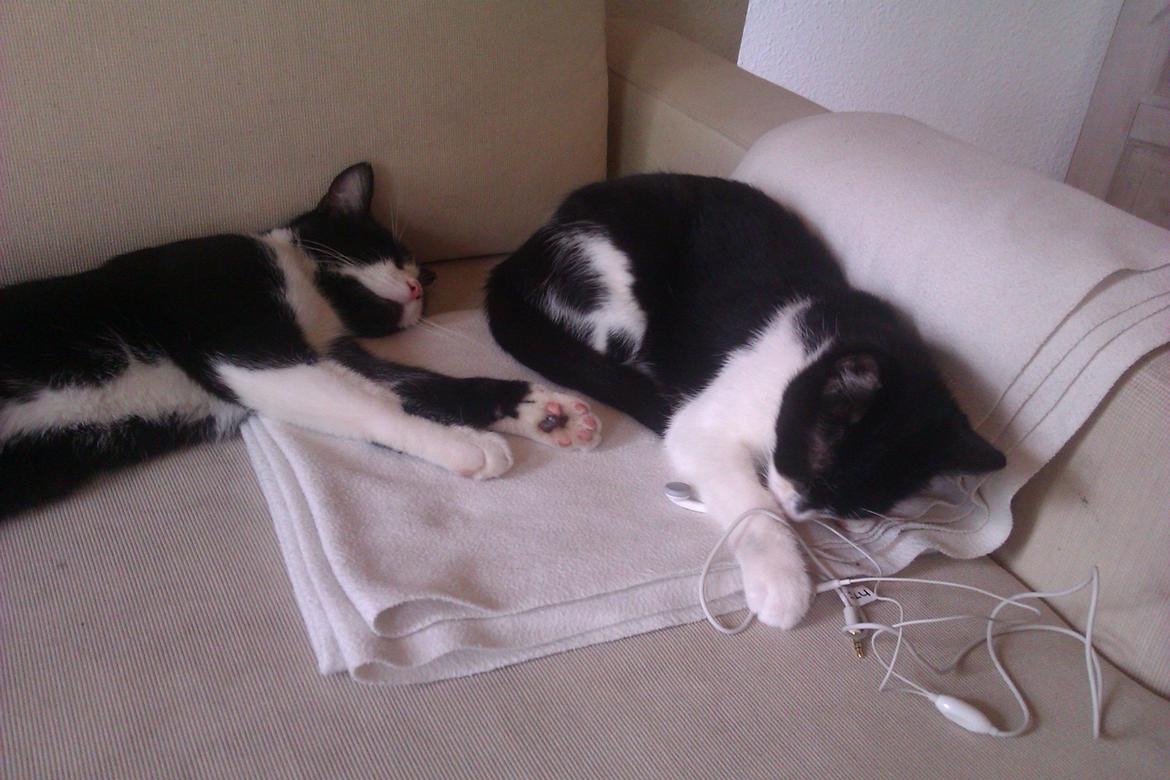 Huskat ~ Fiona † ** Sov sødt min elskede skat <3** billede 23