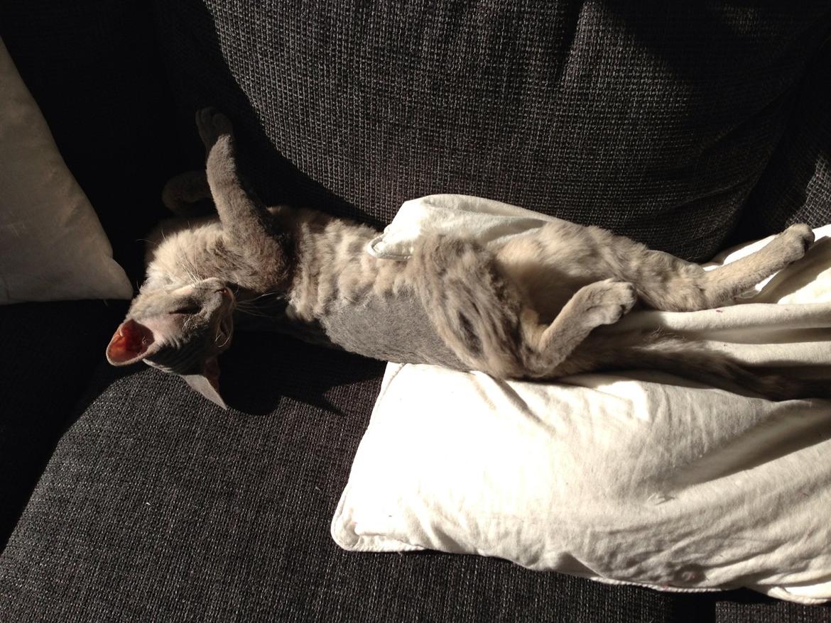 Blanding af racer Yoda billede 7