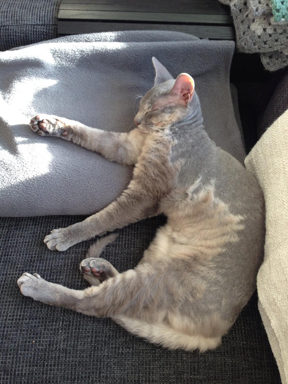 Blanding af racer Yoda billede 9