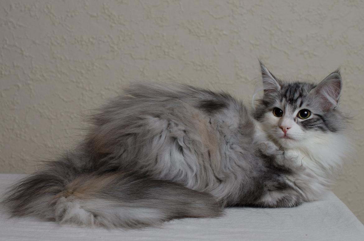 Norsk Skovkat DK Zaphy´s Alexis billede 1