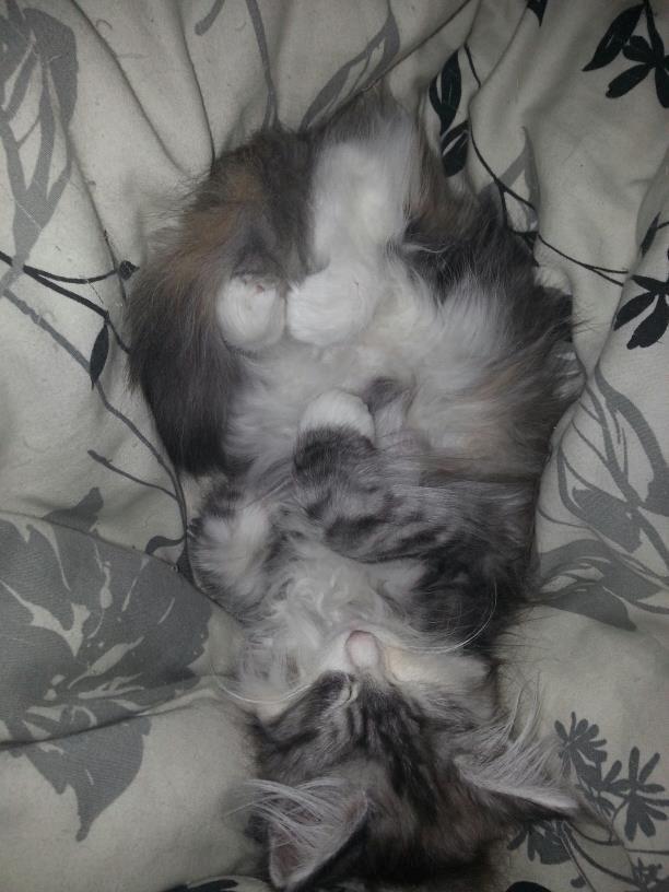 Norsk Skovkat DK Zaphy´s Alexis billede 2