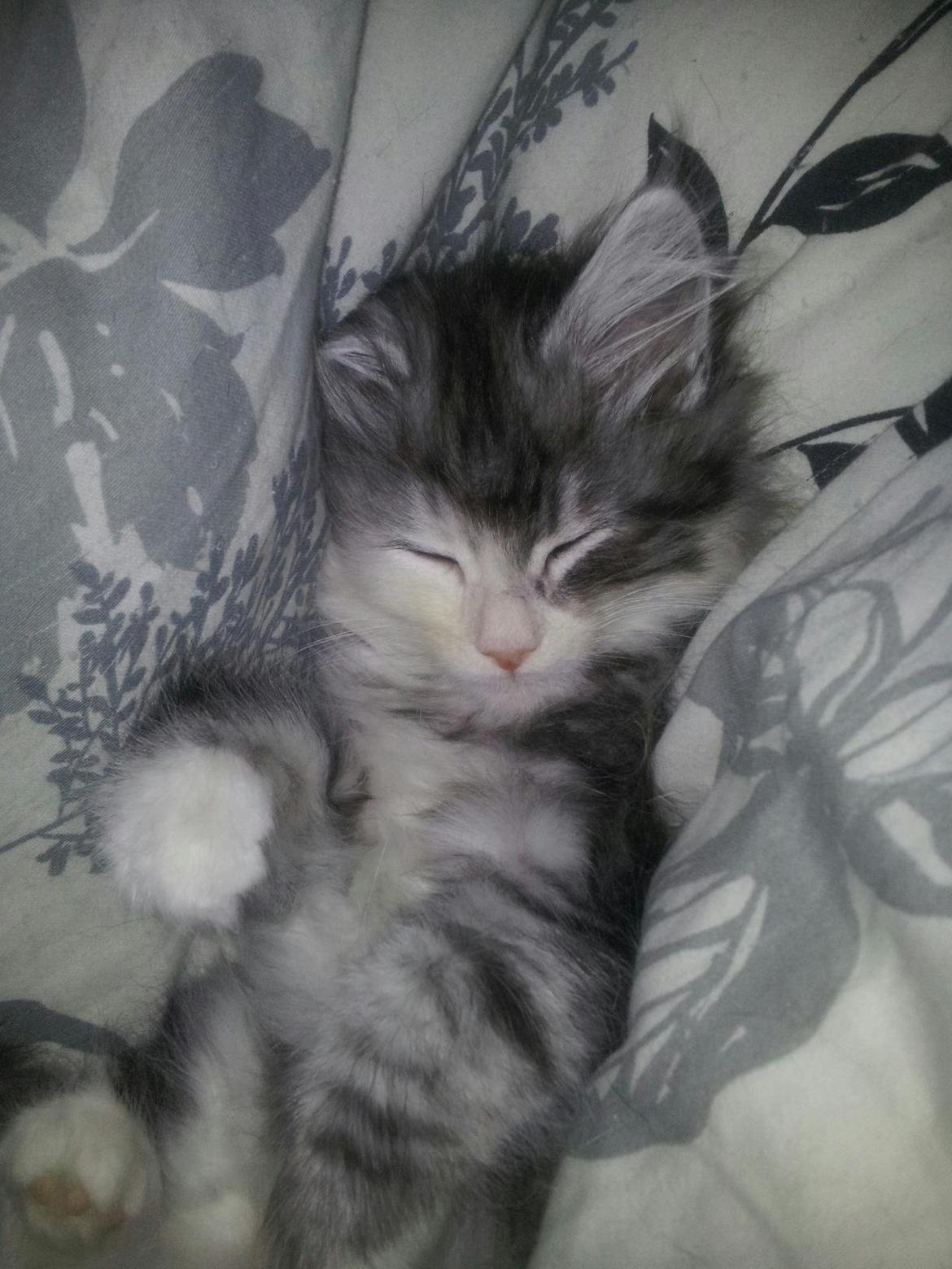 Norsk Skovkat DK Zaphy´s Alexis billede 3