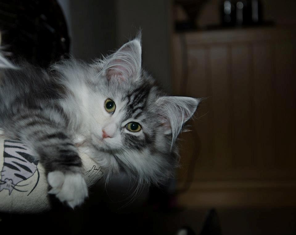 Norsk Skovkat DK Zaphy´s Alexis billede 4