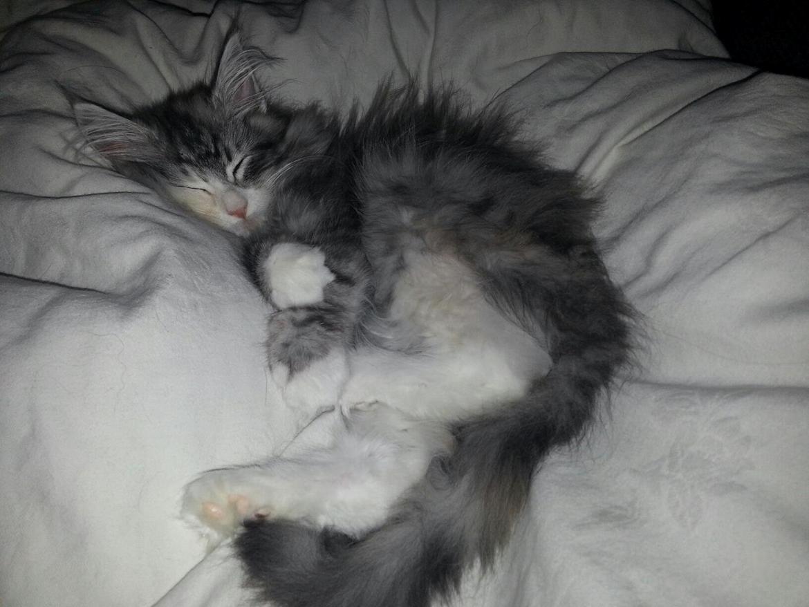 Norsk Skovkat DK Zaphy´s Alexis billede 5