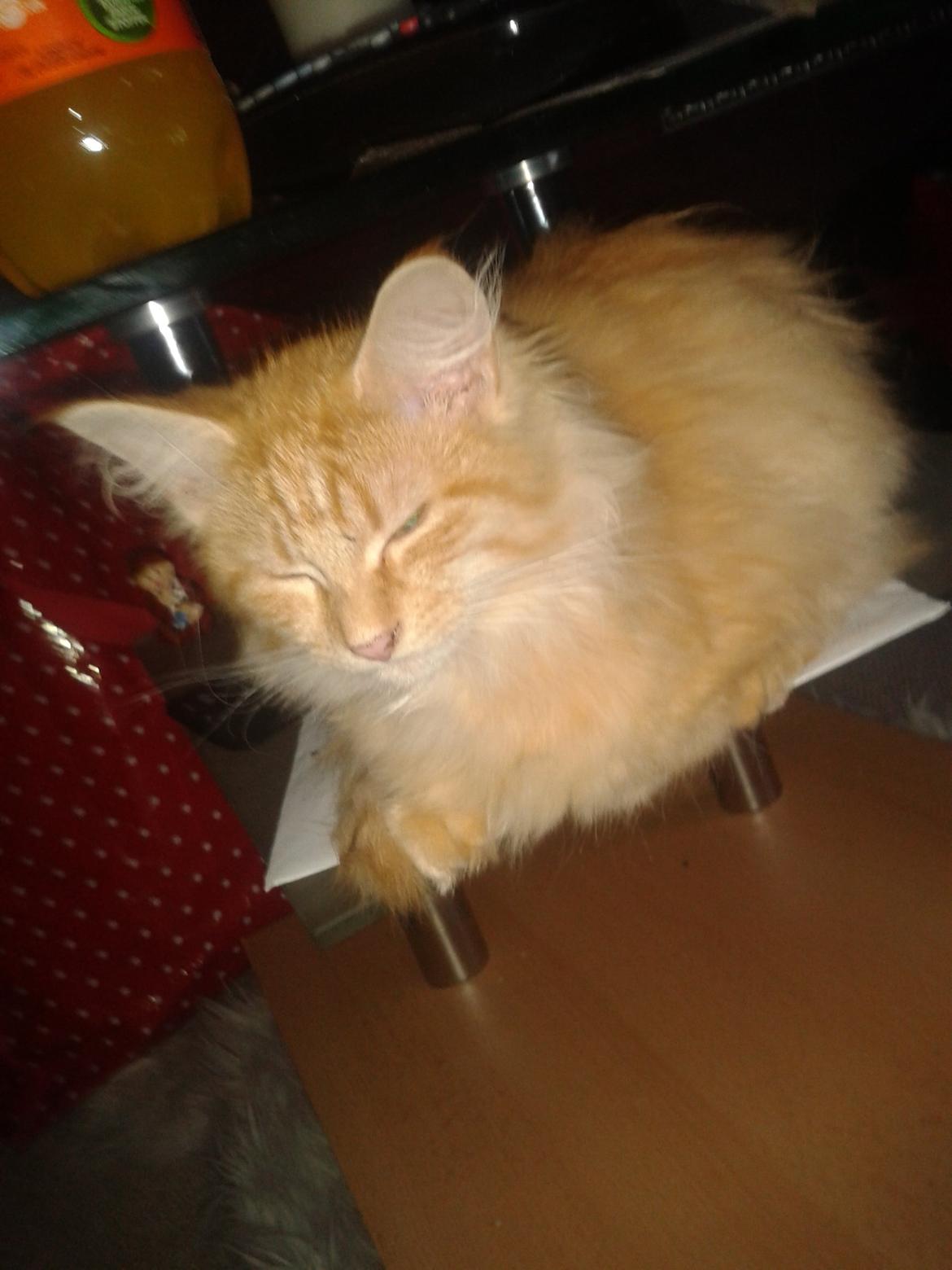 Maine Coon Pjevs. billede 10