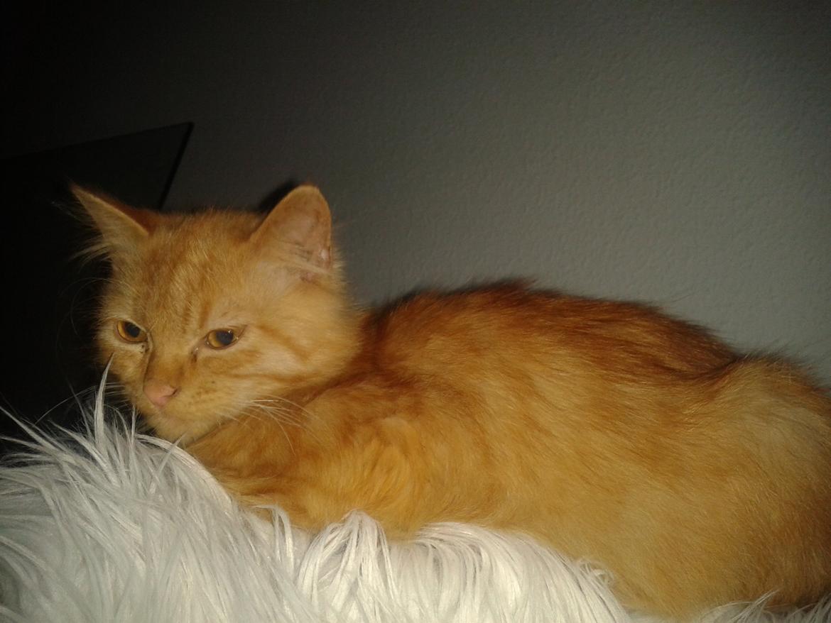 Blanding af racer Chickie billede 1