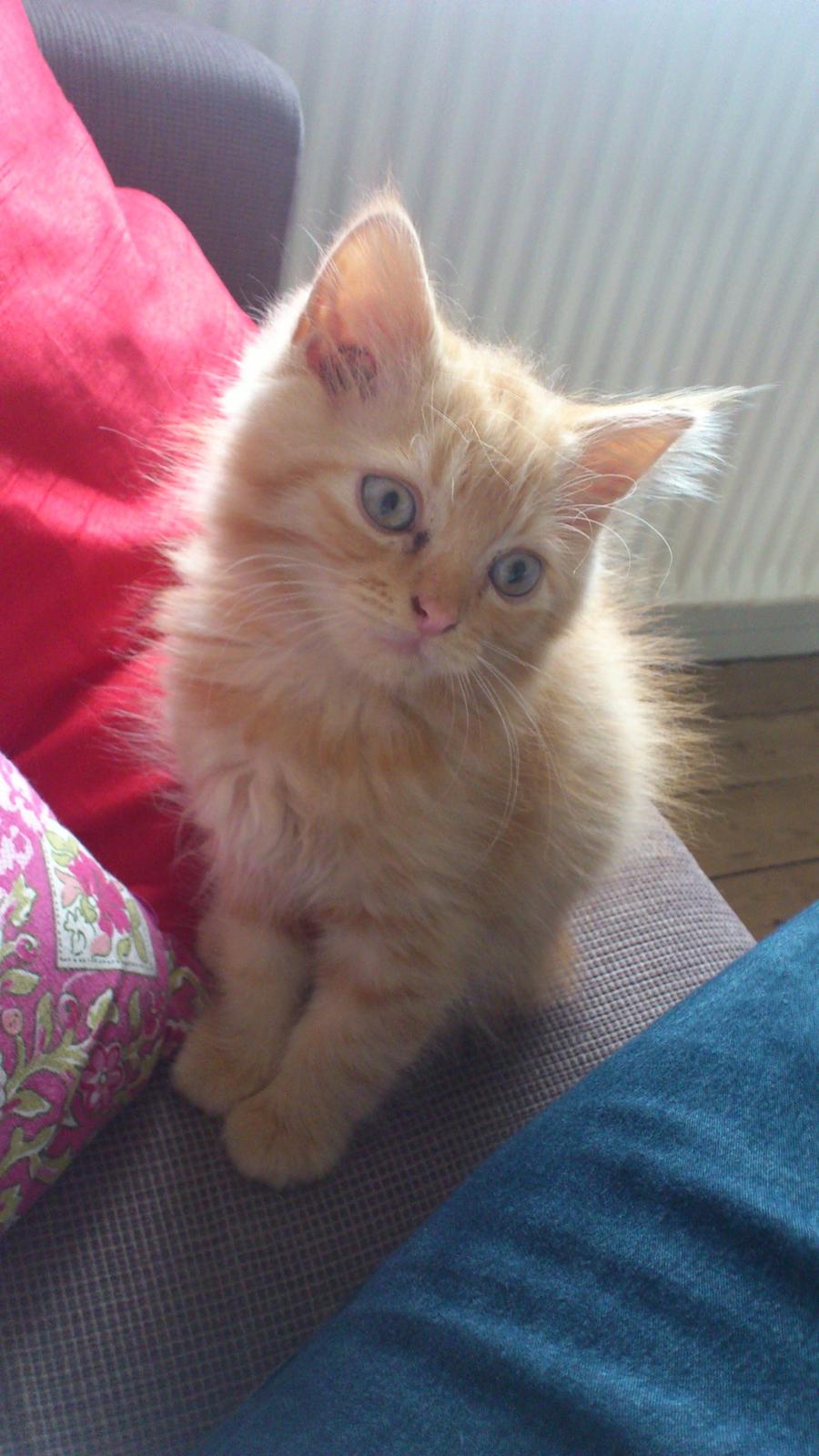 Blanding af racer Chickie billede 2