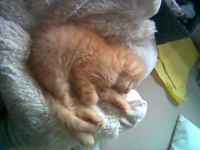 Blanding af racer Chickie billede 3