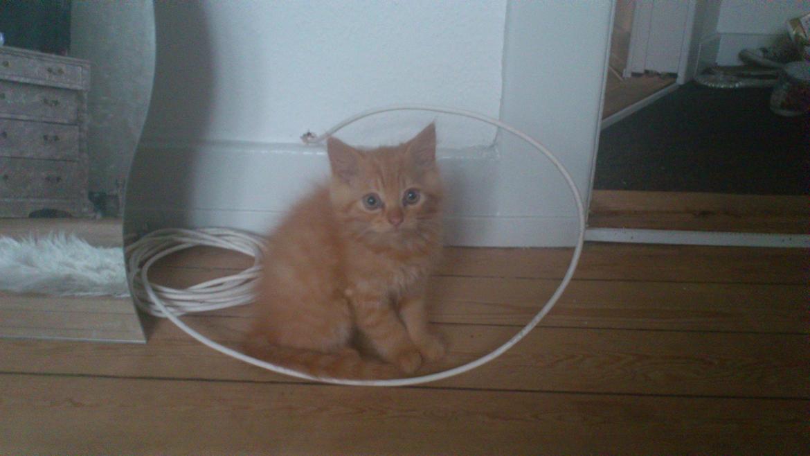 Blanding af racer Chickie billede 4