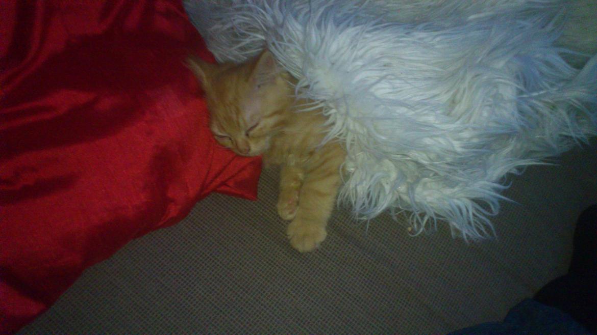 Blanding af racer Chickie billede 5