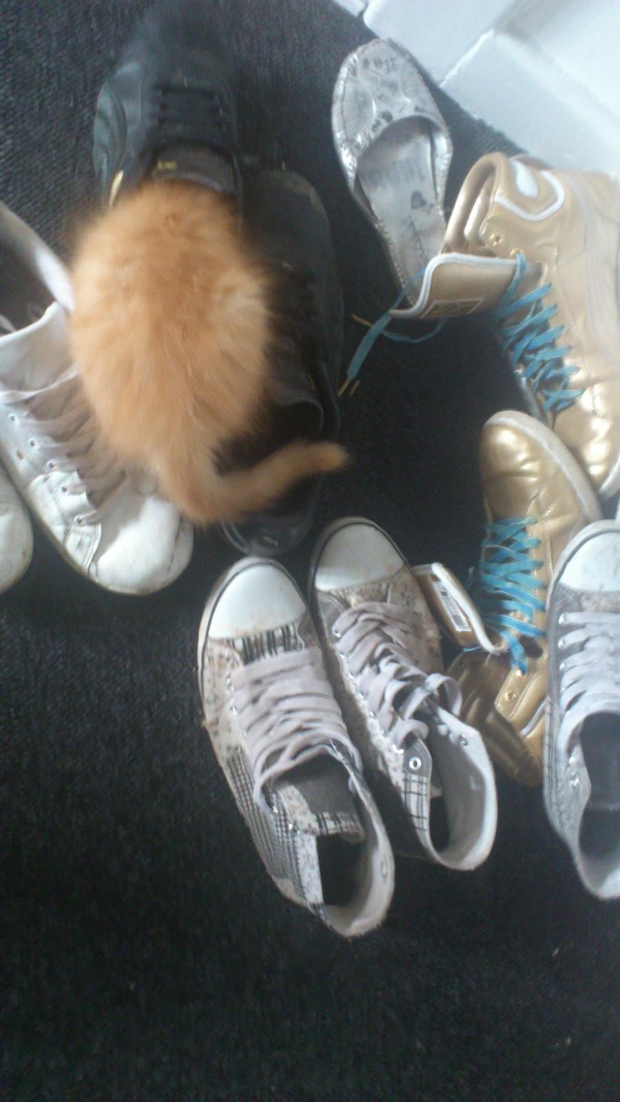 Blanding af racer Chickie billede 6