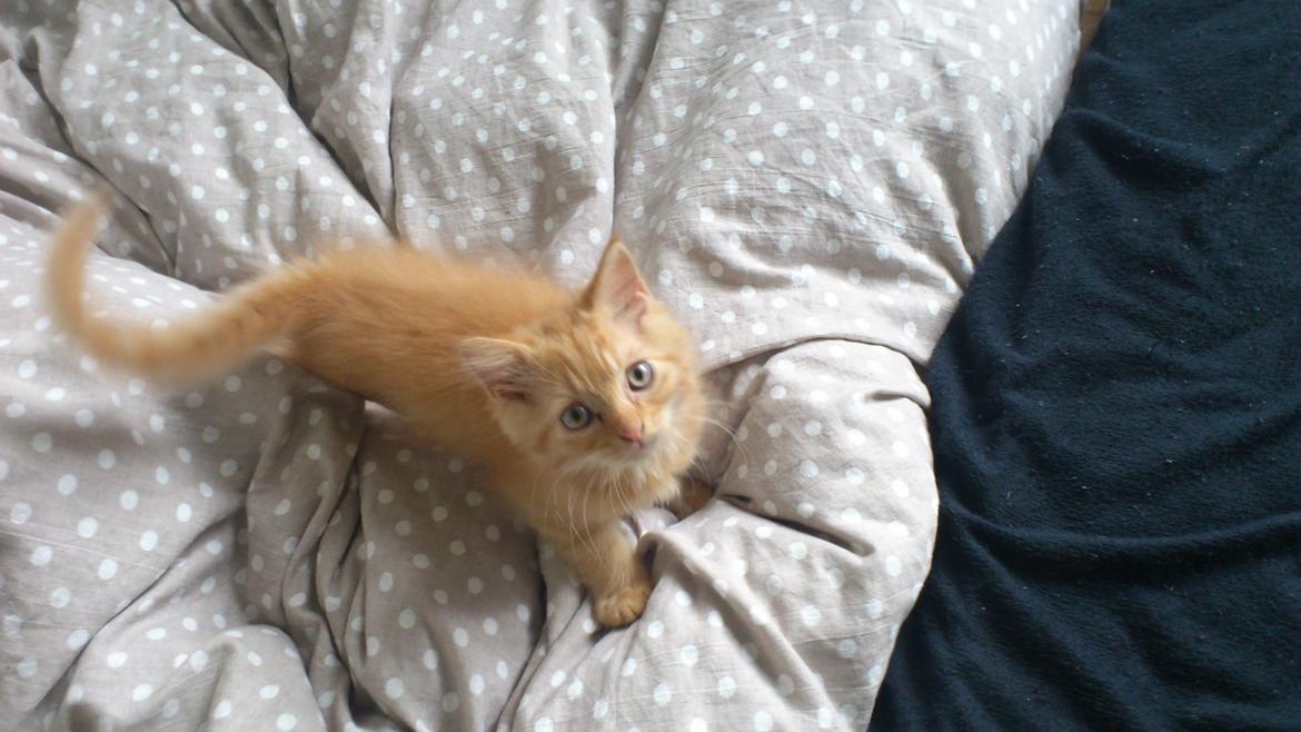 Blanding af racer Chickie billede 7