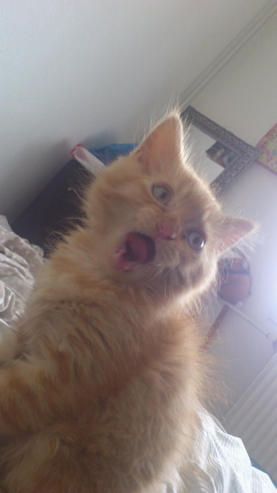 Blanding af racer Chickie billede 8