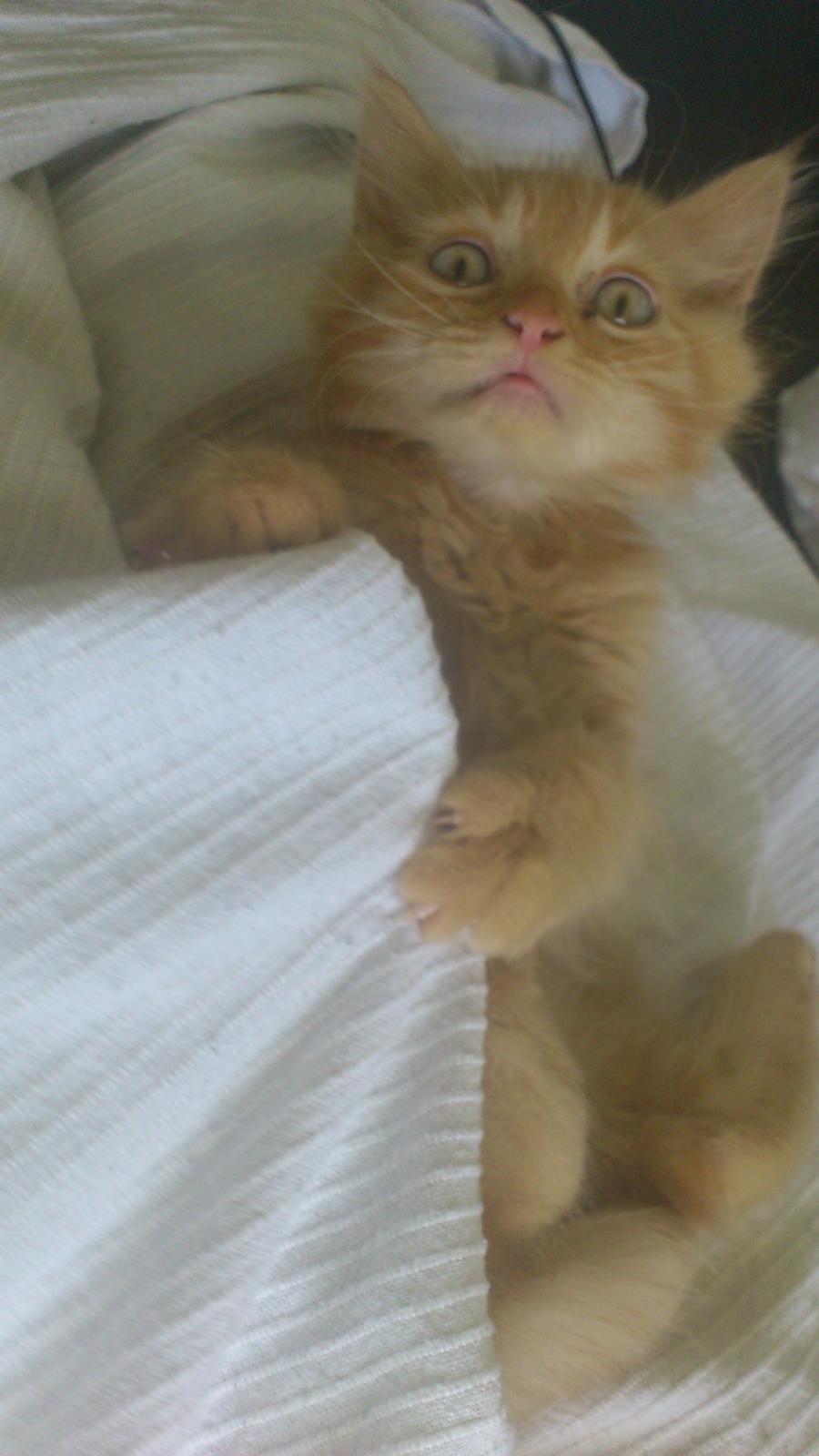 Blanding af racer Chickie billede 9