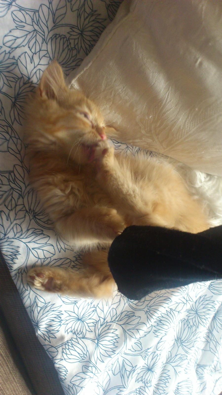 Blanding af racer Chickie billede 10