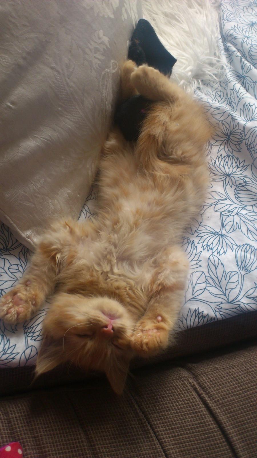 Blanding af racer Chickie billede 11