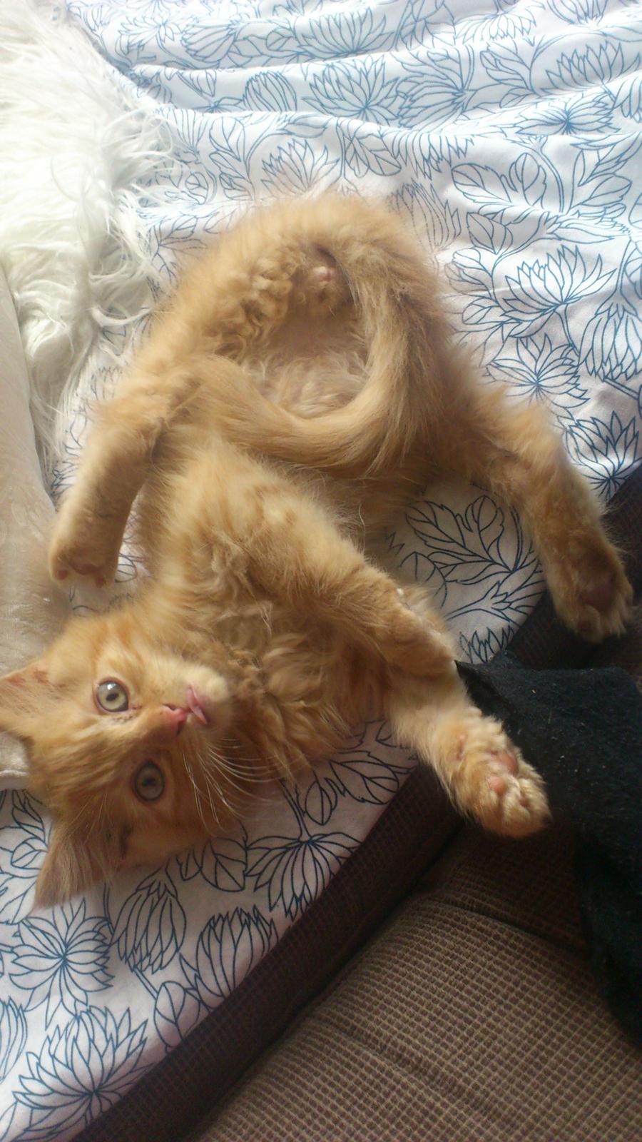 Blanding af racer Chickie billede 12