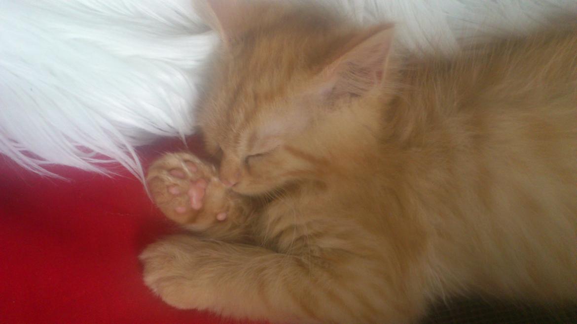 Blanding af racer Chickie billede 13