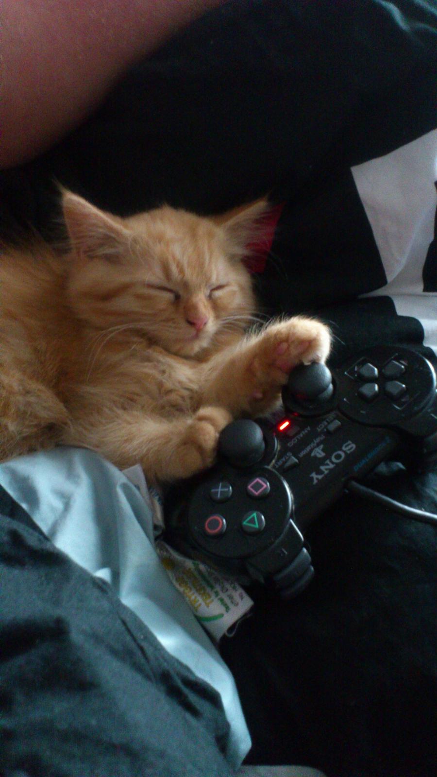 Blanding af racer Chickie billede 14