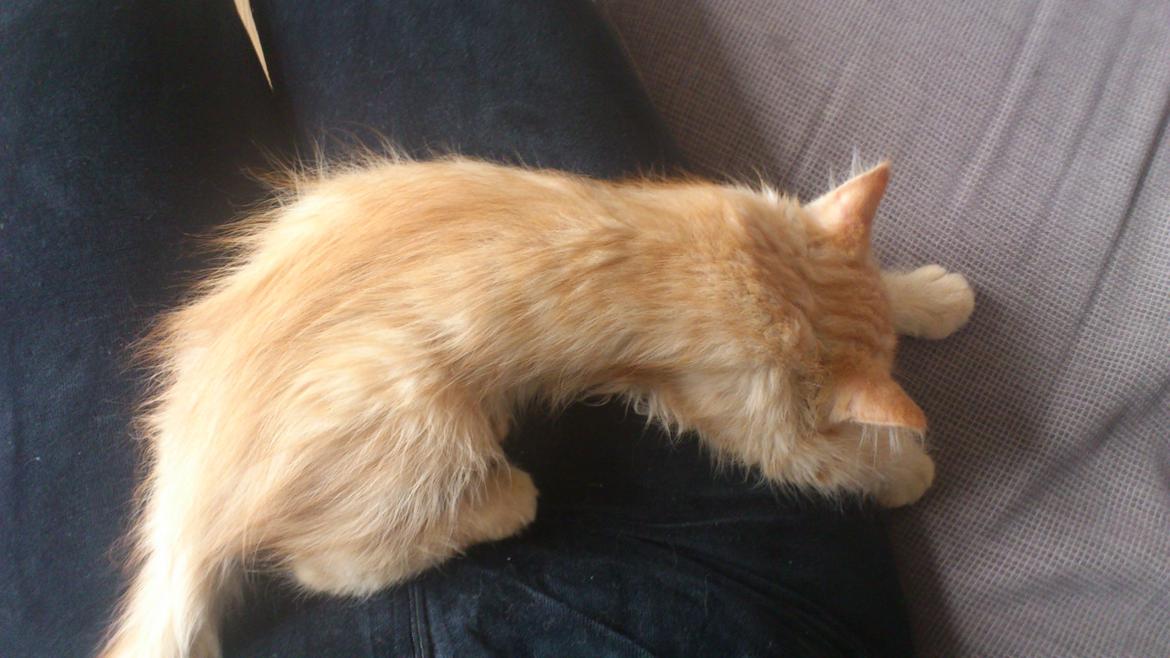 Blanding af racer Chickie billede 15