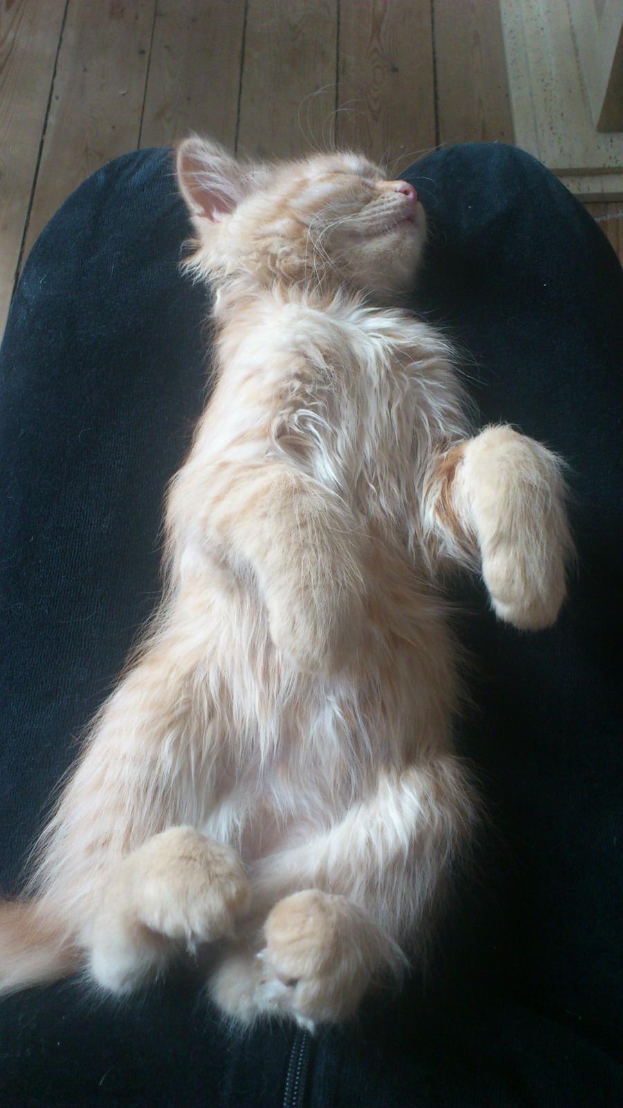 Blanding af racer Chickie billede 16