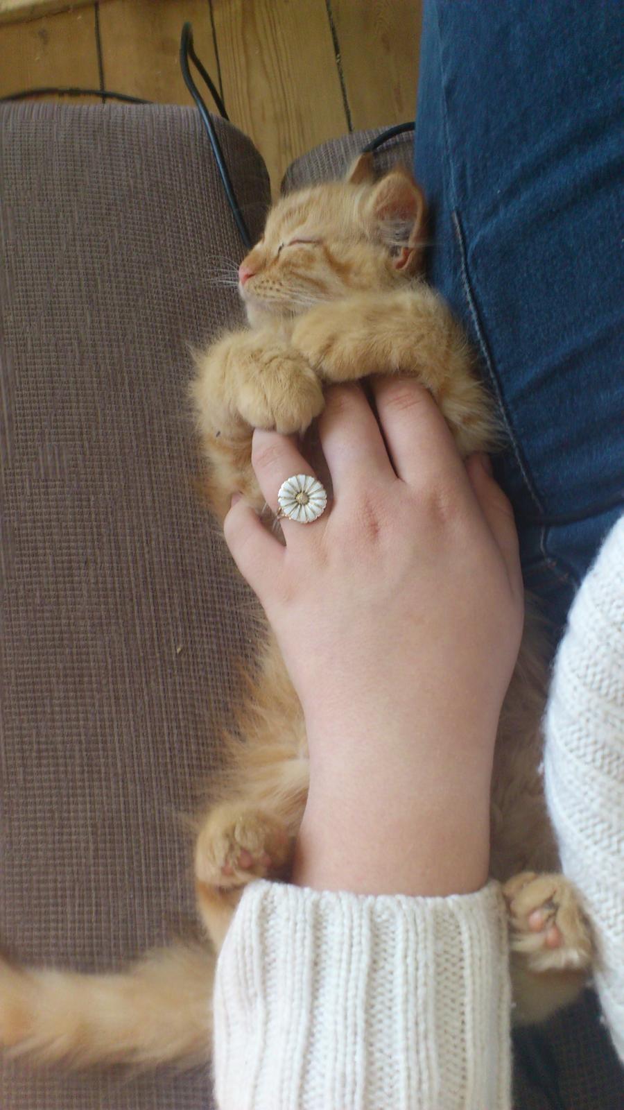 Blanding af racer Chickie billede 18