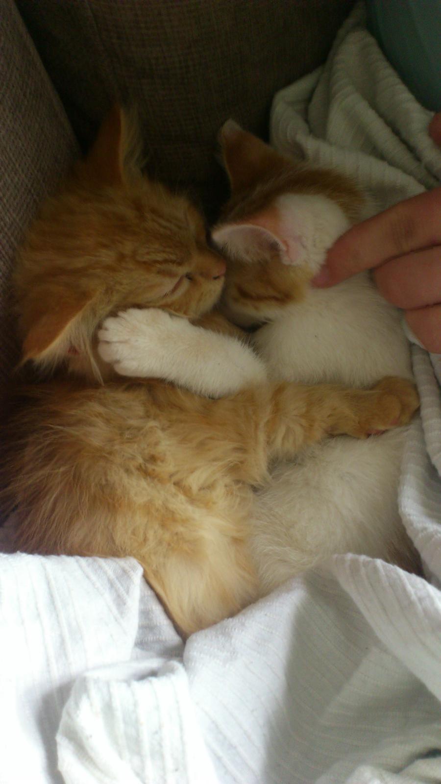 Blanding af racer Chickie billede 19