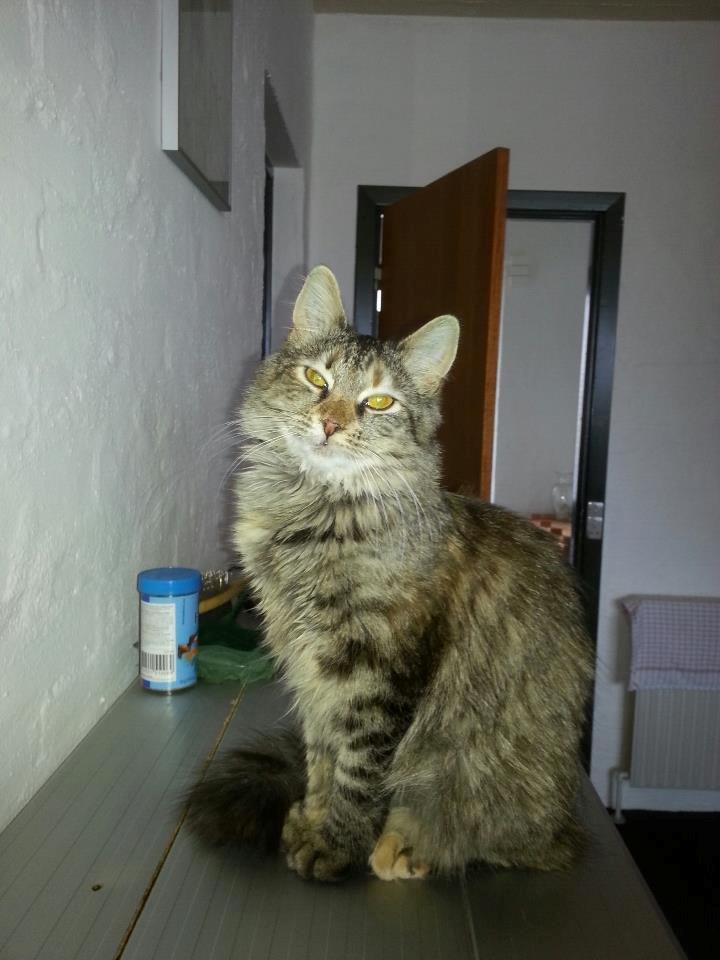 Blanding af racer Olivia billede 3